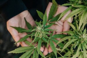 medical marijuana plant in hands top harvest can 2023 11 27 05 02 01 utc