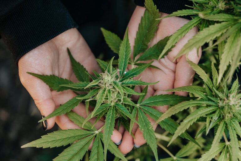 medical marijuana plant in hands top harvest can 2023 11 27 05 02 01 utc